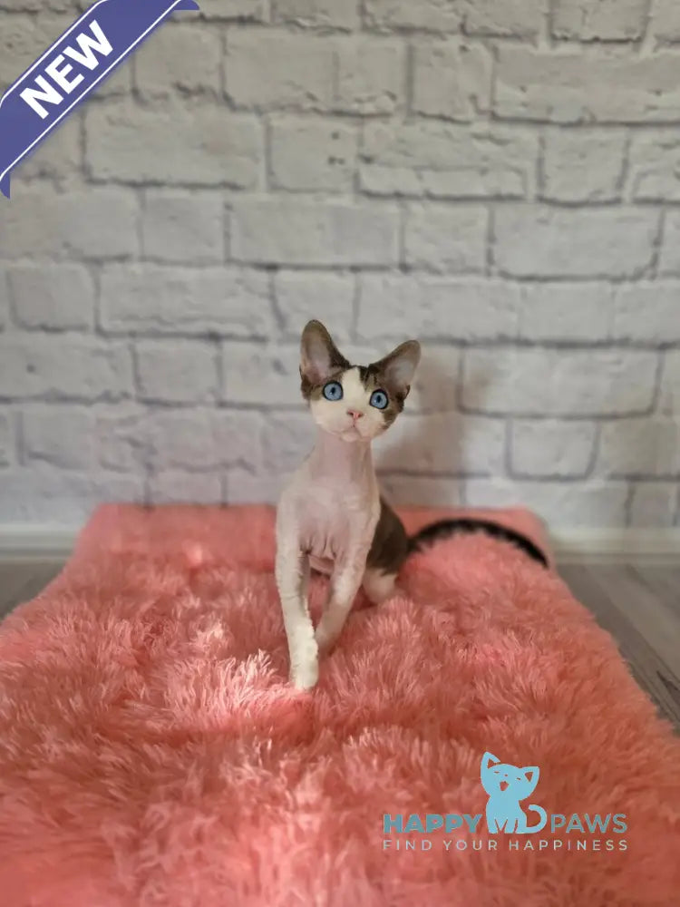 Like Devon Rex male black bicolour tabby live animals