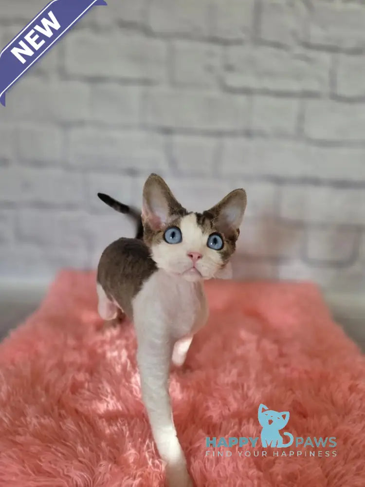 Like Devon Rex male black bicolour tabby live animals