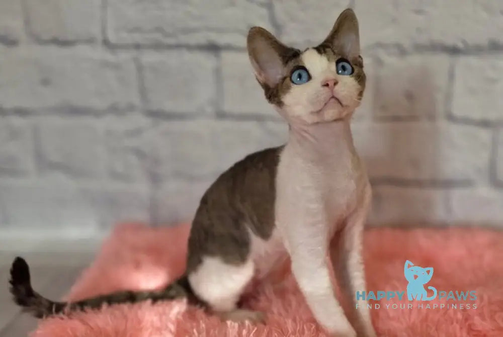Like Devon Rex male black bicolour tabby live animals
