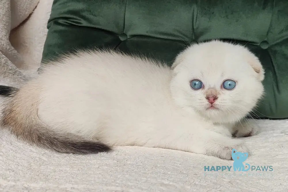 Like Scottish Fold male black golden ticked tabby pointed live animals
