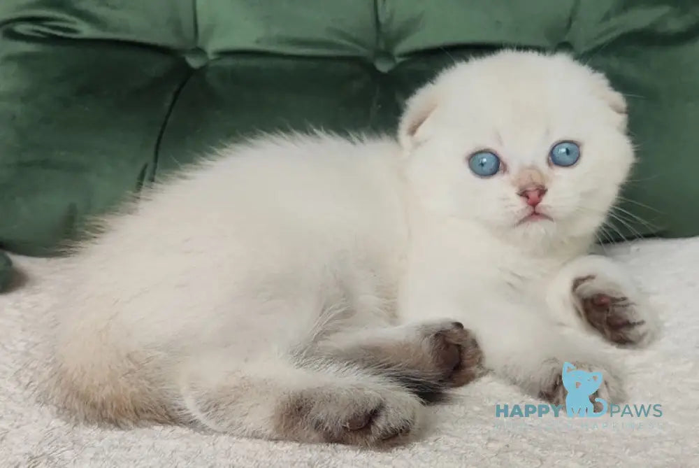 Like Scottish Fold male black golden ticked tabby pointed live animals