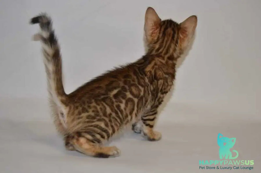 Lili Bengal female black spotted tabby - live animals