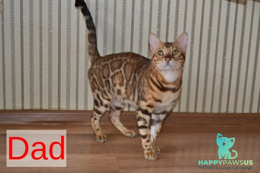 Lili Bengal female black spotted tabby - live animals