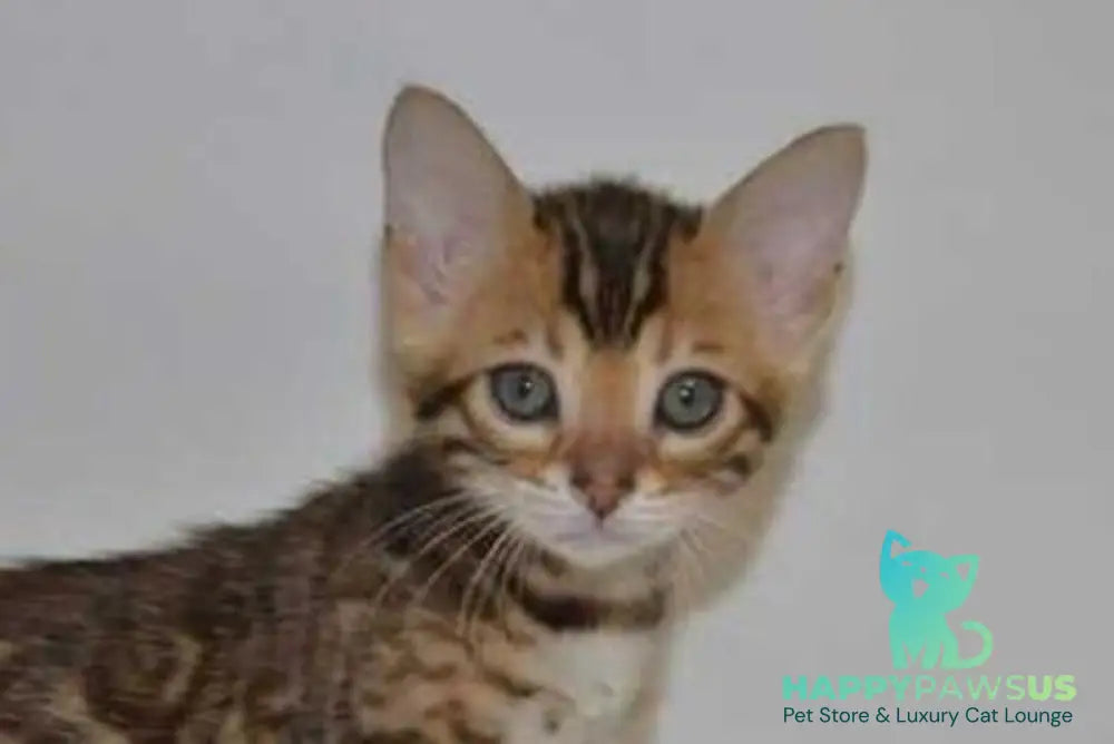Lili Bengal female black spotted tabby - live animals