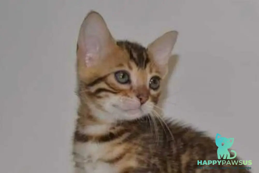 Lili Bengal female black spotted tabby - live animals
