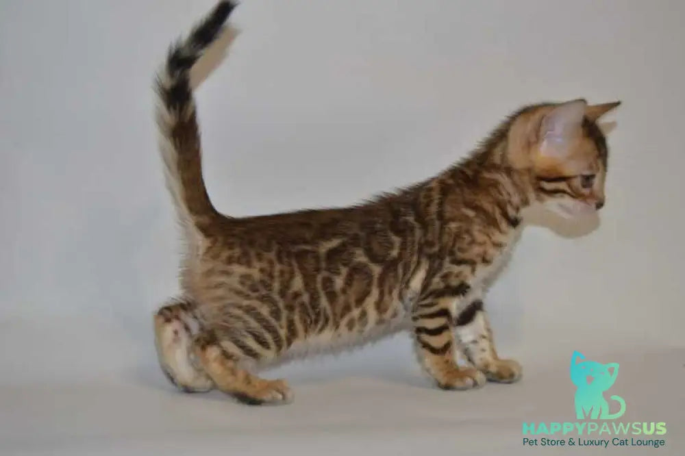 Lili Bengal female black spotted tabby - live animals
