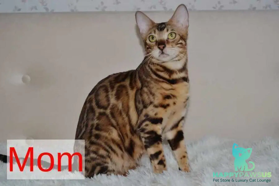 Lili Bengal female black spotted tabby - live animals