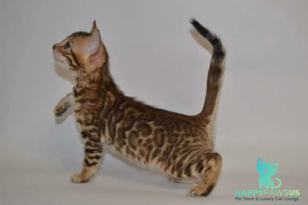 Lili Bengal female black spotted tabby - live animals