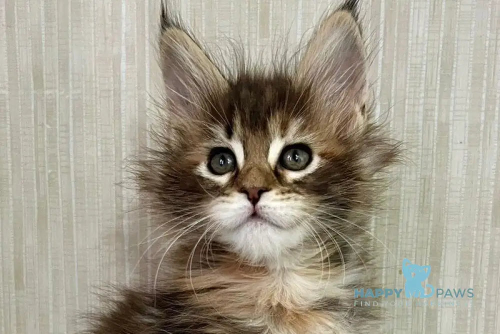 Lilia Maine Coon female black tortie tabby live animals