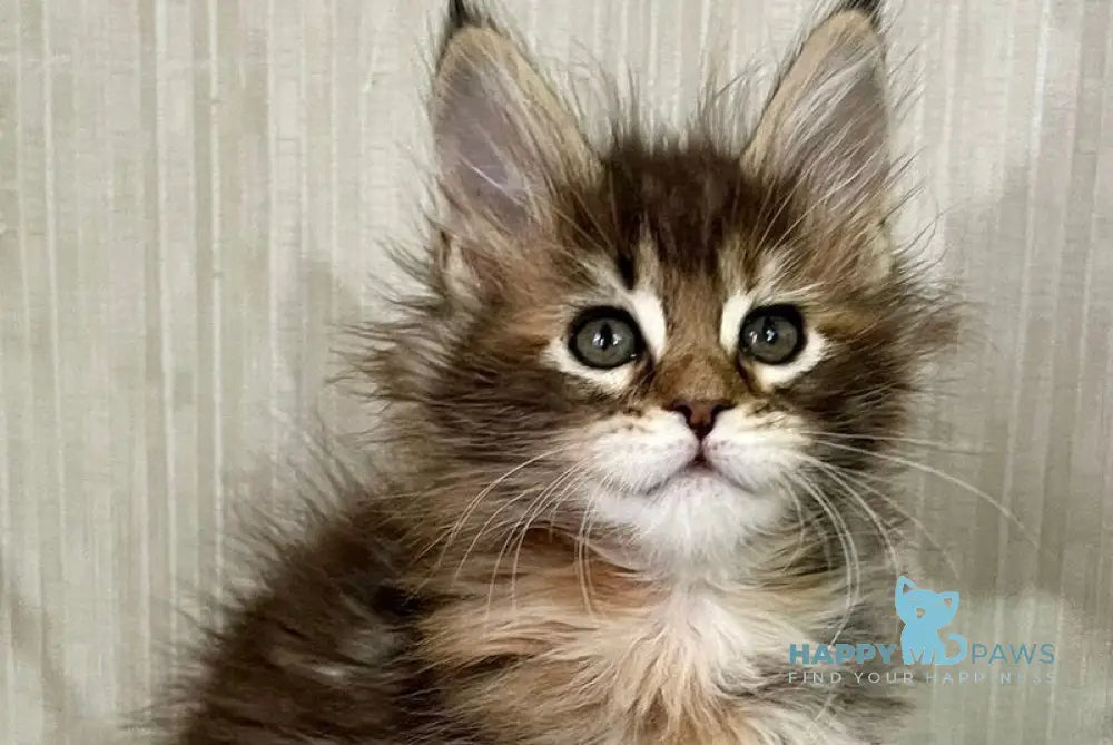 Lilia Maine Coon female black tortie tabby live animals