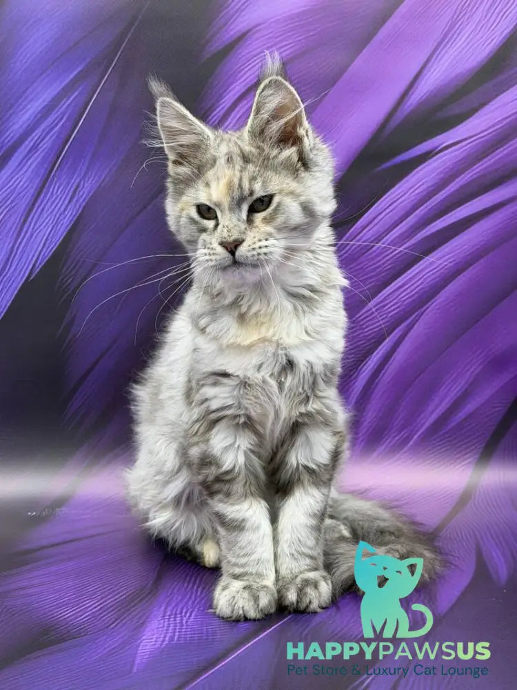 Lilia Maine Coon female blue tortie silver ticked tabby - live animals