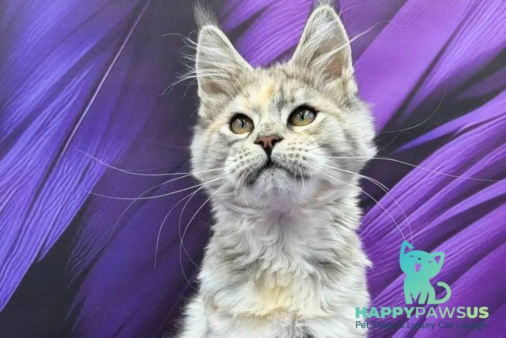 Lilia Maine Coon female blue tortie silver ticked tabby - live animals