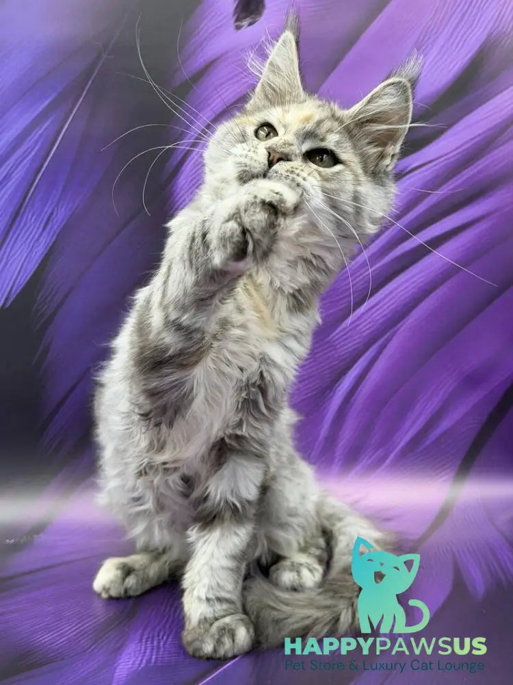 Lilia Maine Coon female blue tortie silver ticked tabby - live animals