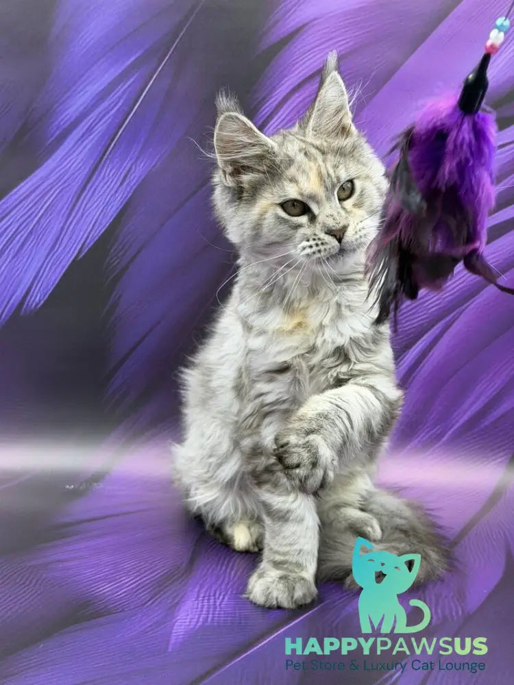 Lilia Maine Coon female blue tortie silver ticked tabby - live animals