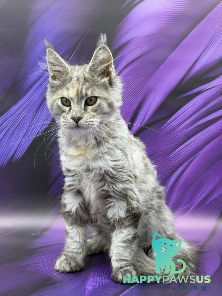 Lilia Maine Coon female blue tortie silver ticked tabby - live animals