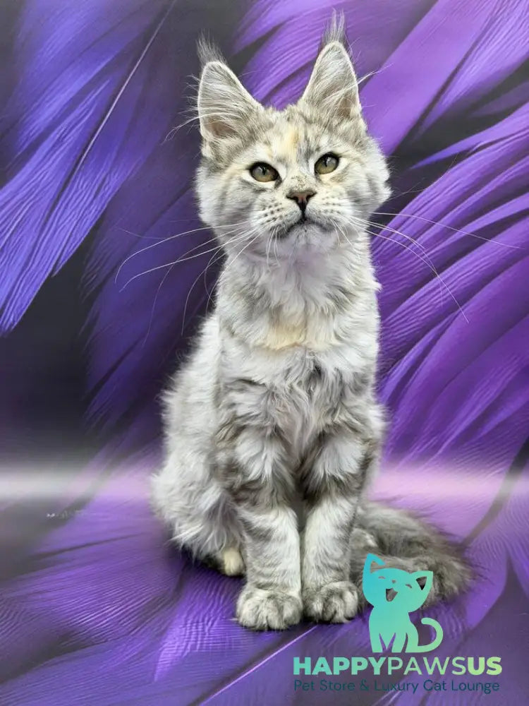 Lilia Maine Coon female blue tortie silver ticked tabby - live animals