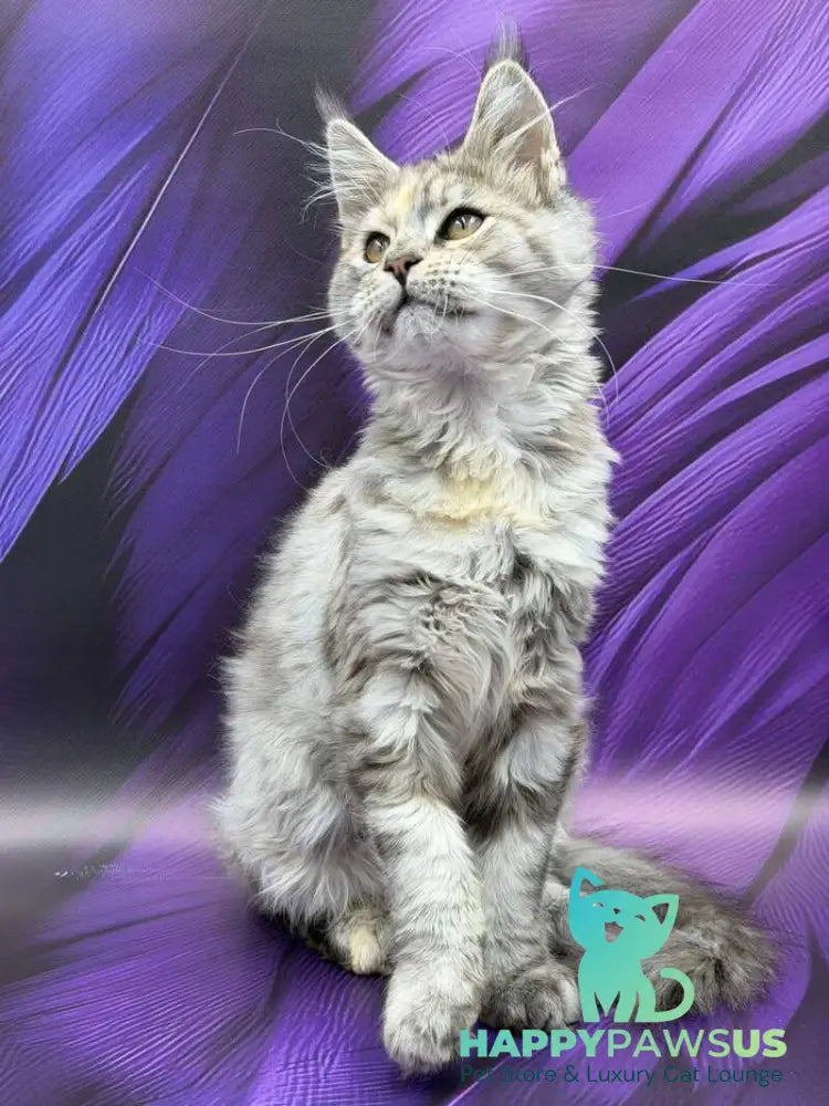 Lilia Maine Coon female blue tortie silver ticked tabby - live animals