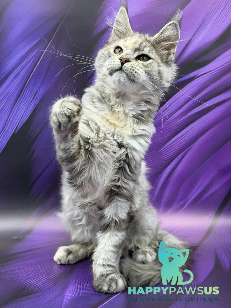Lilia Maine Coon female blue tortie silver ticked tabby - live animals