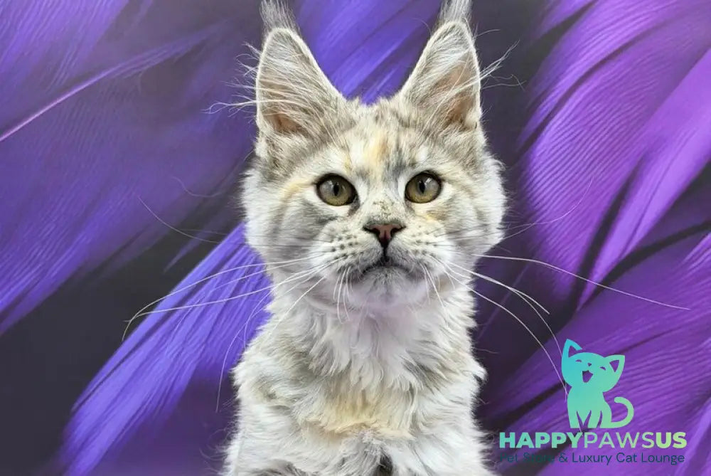 Lilia Maine Coon female blue tortie silver ticked tabby - live animals
