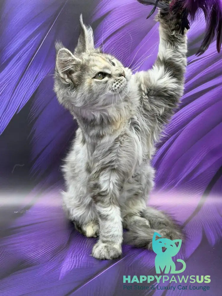 Lilia Maine Coon female blue tortie silver ticked tabby - live animals