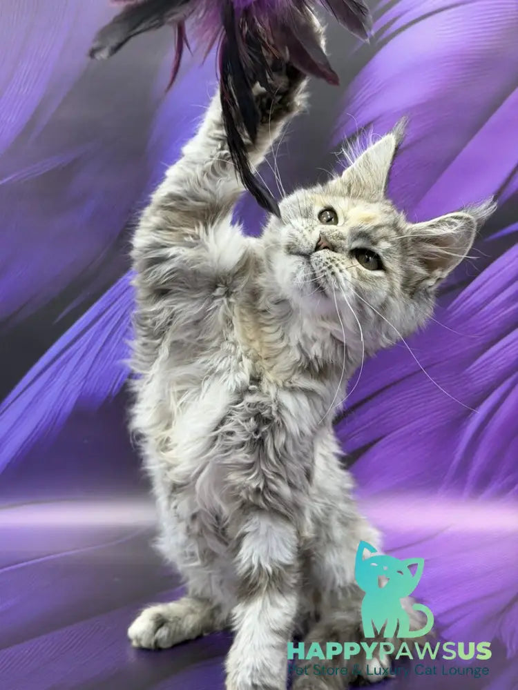 Lilia Maine Coon female blue tortie silver ticked tabby - live animals