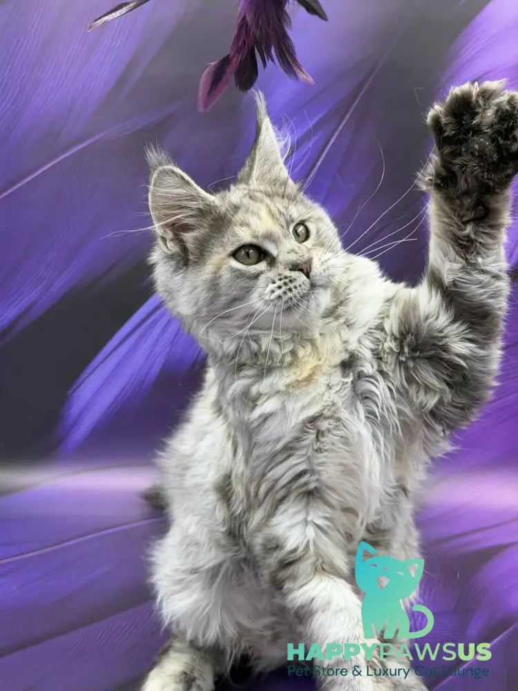 Lilia Maine Coon female blue tortie silver ticked tabby - live animals