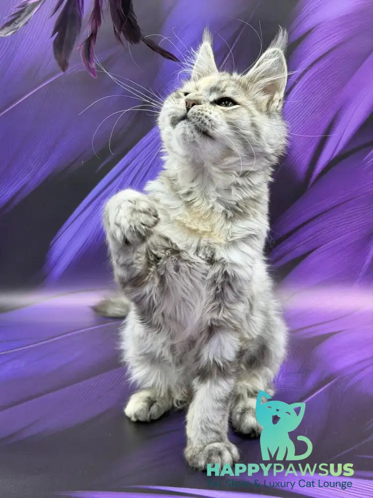 Lilia Maine Coon female blue tortie silver ticked tabby - live animals