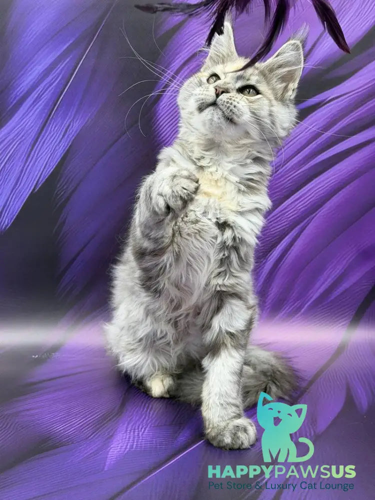 Lilia Maine Coon female blue tortie silver ticked tabby - live animals