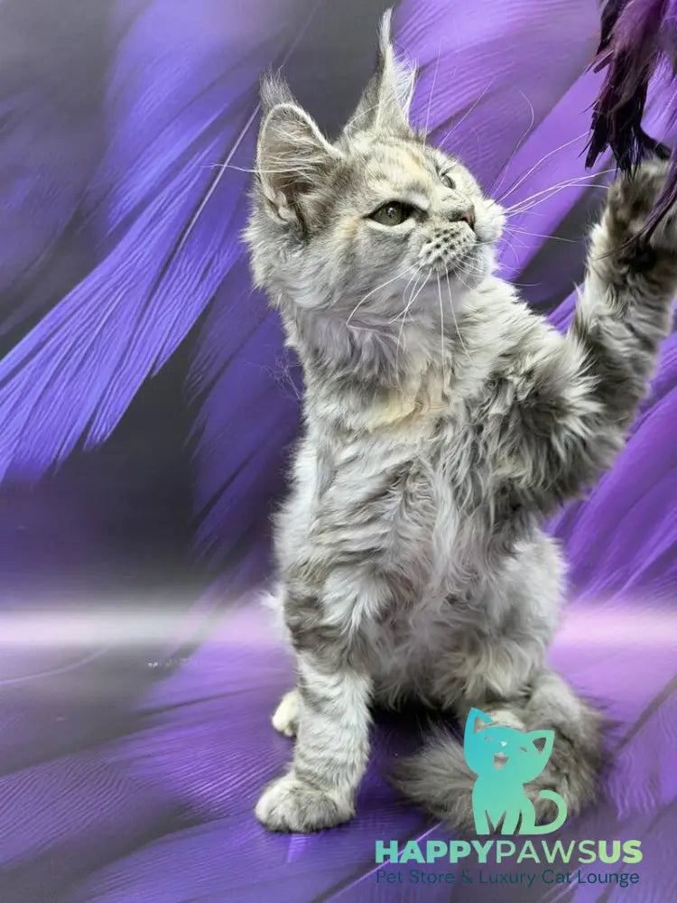 Lilia Maine Coon female blue tortie silver ticked tabby - live animals