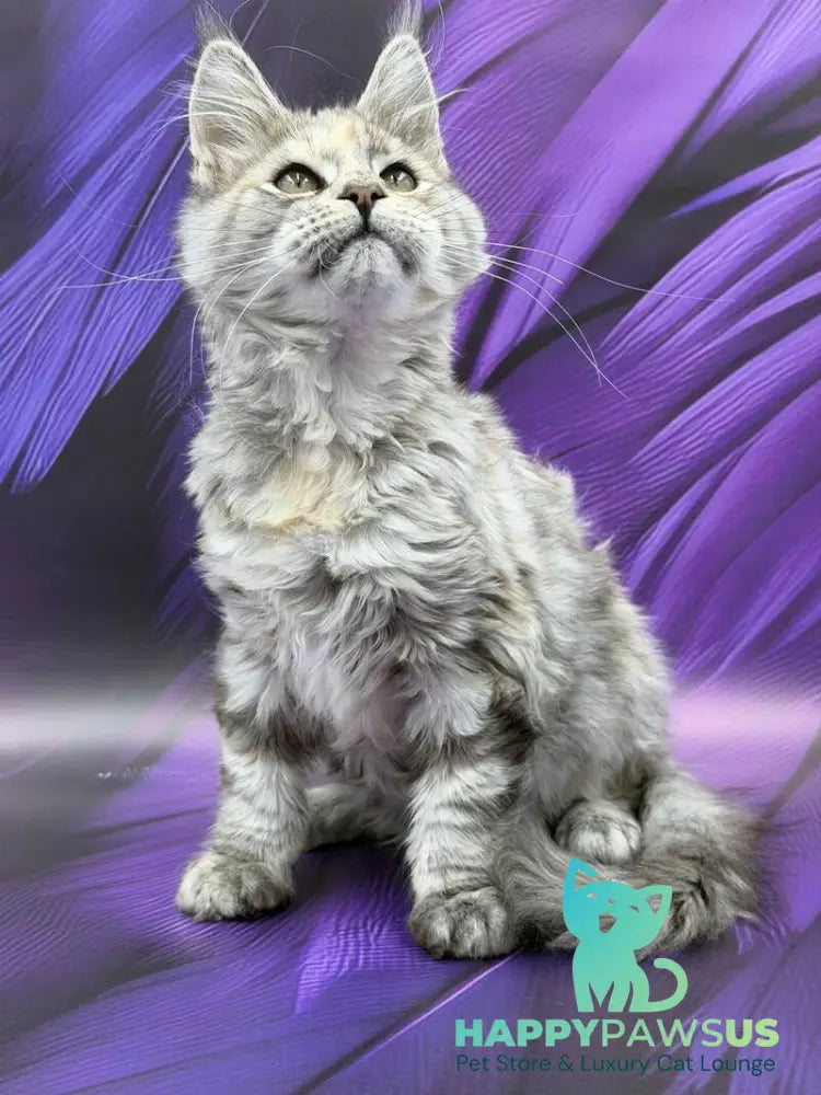 Lilia Maine Coon female blue tortie silver ticked tabby - live animals