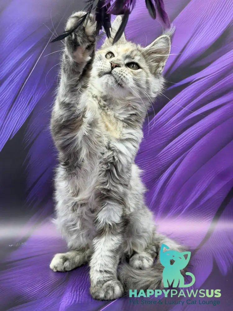 Lilia Maine Coon female blue tortie silver ticked tabby - live animals