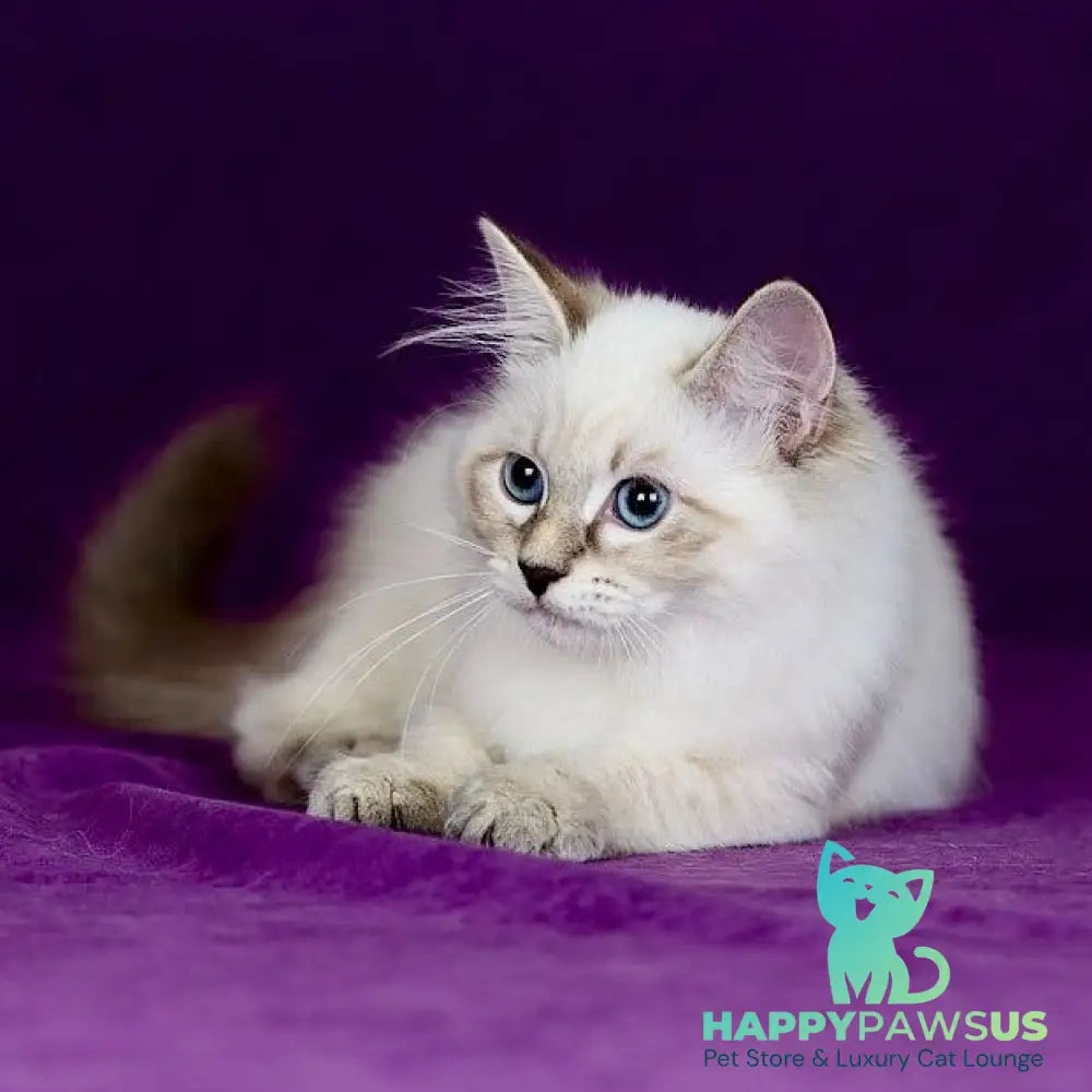 Lilia Siberian female blue tabby pointed - live animals