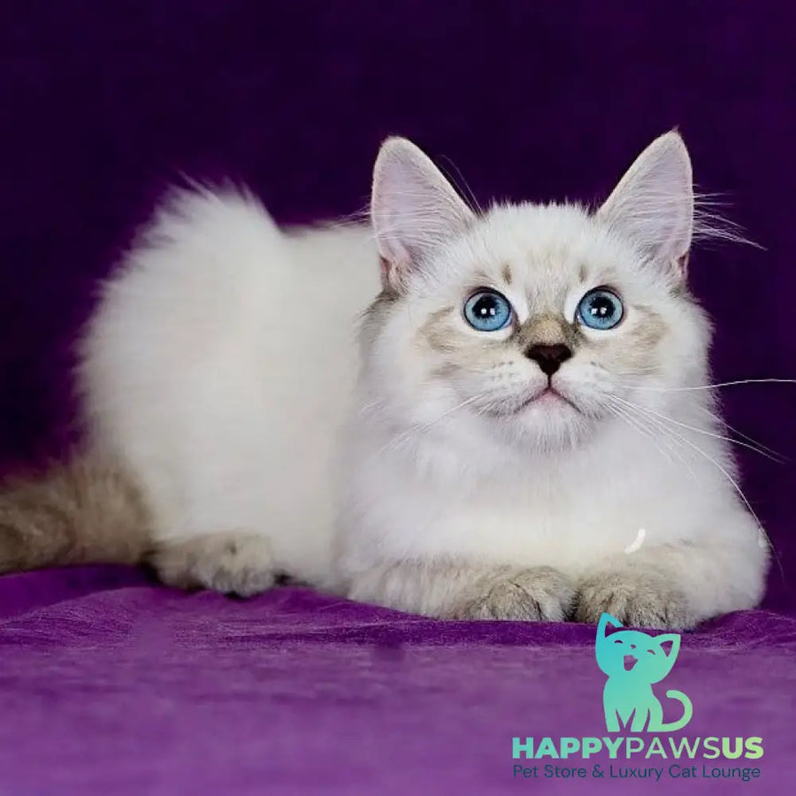 Lilia Siberian female blue tabby pointed - live animals