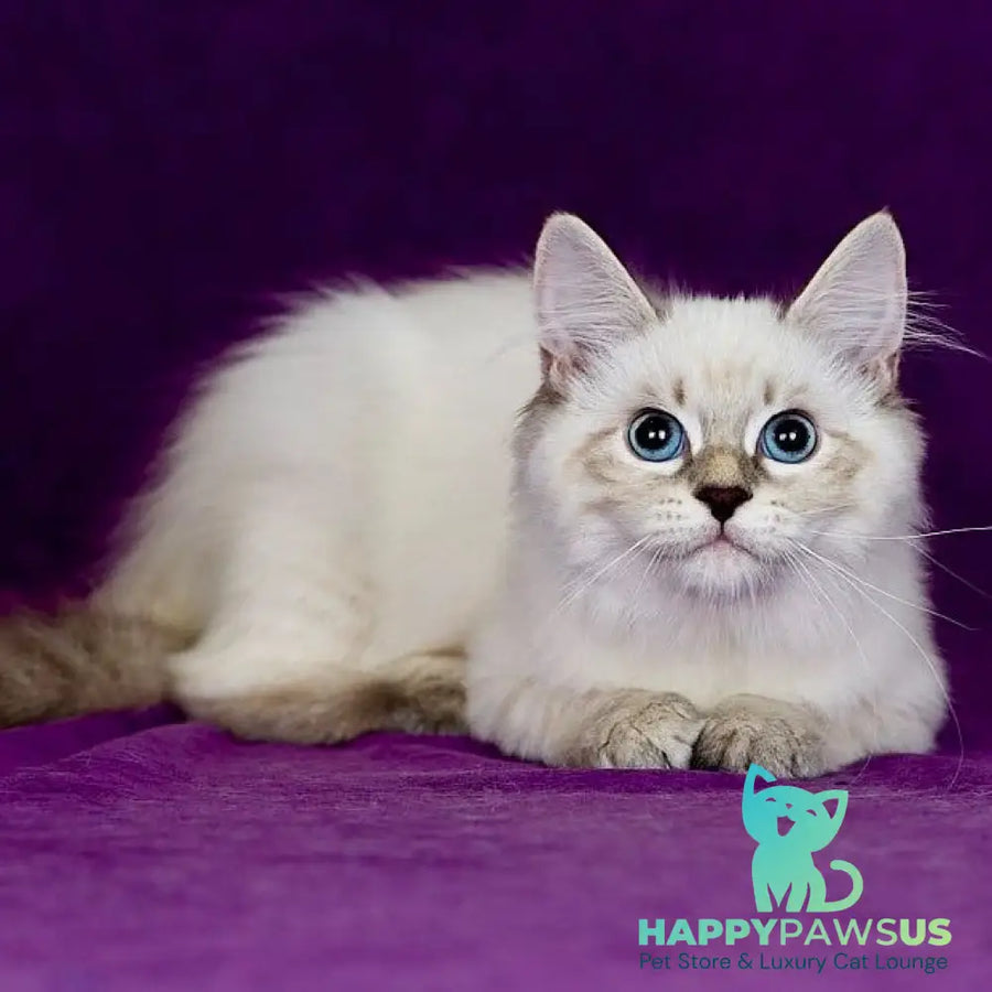 Lilia Siberian female blue tabby pointed - live animals