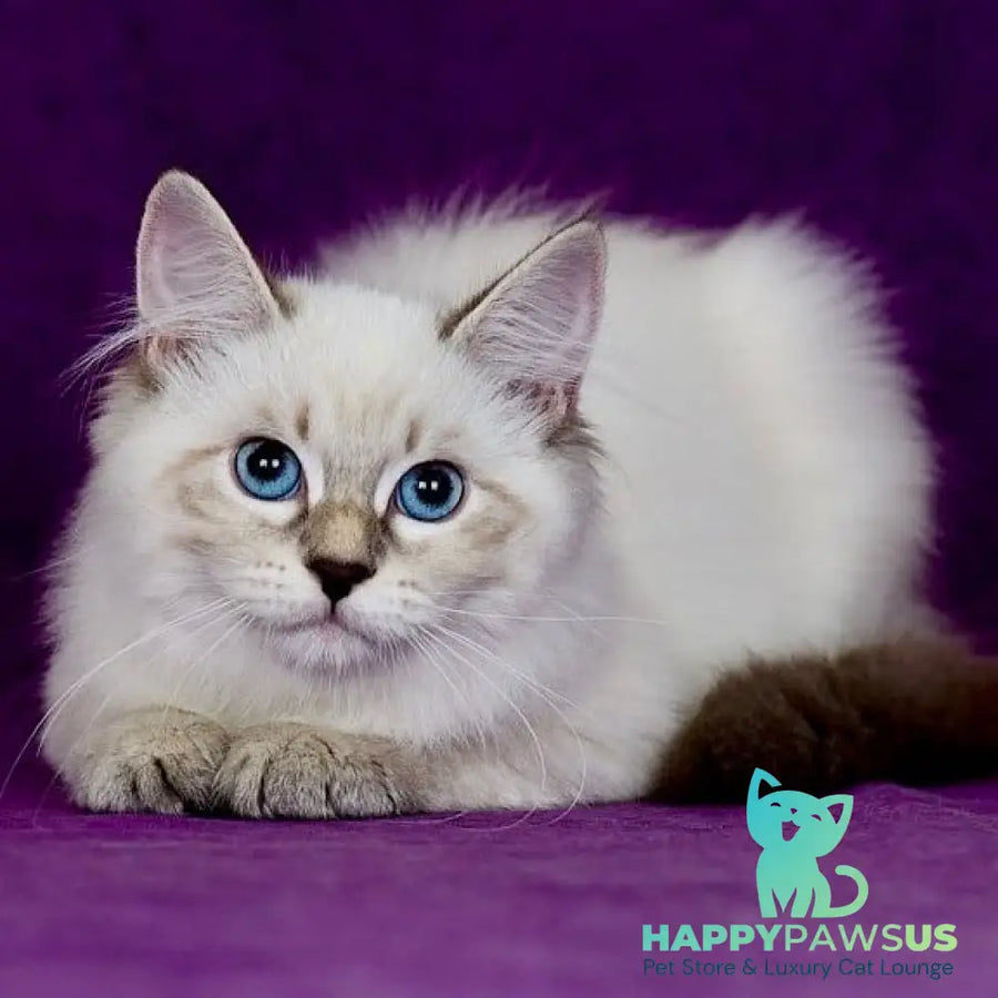 Lilia Siberian female blue tabby pointed - live animals