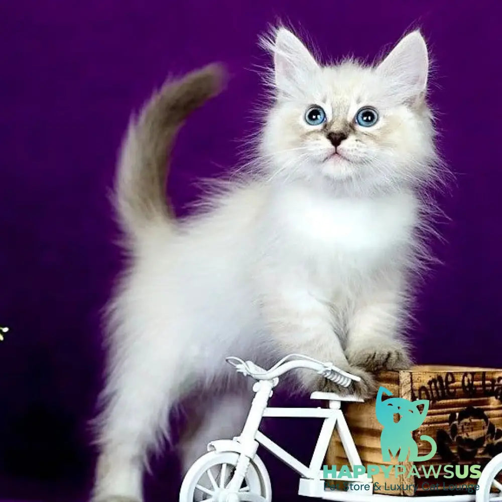 Lilia Siberian female blue tabby pointed - live animals