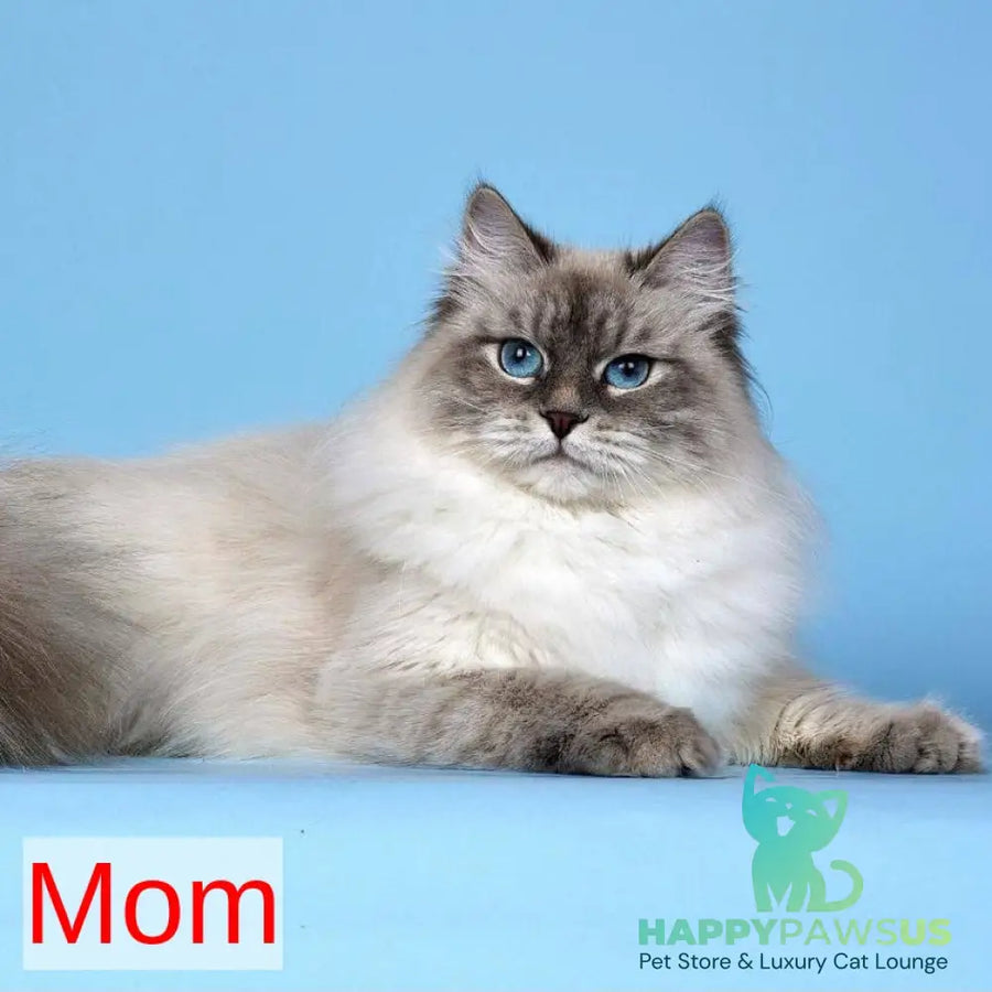 Lilia Siberian female blue tabby pointed - live animals