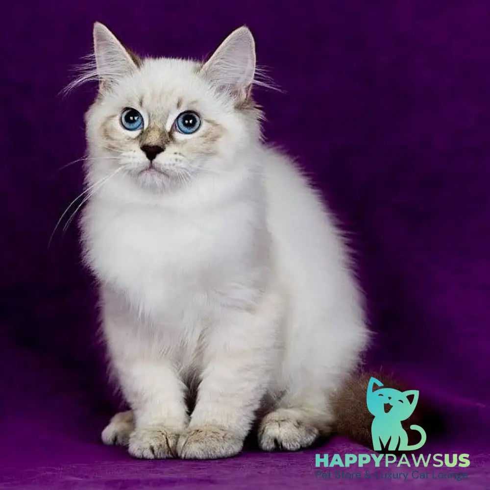 Lilia Siberian female blue tabby pointed - live animals
