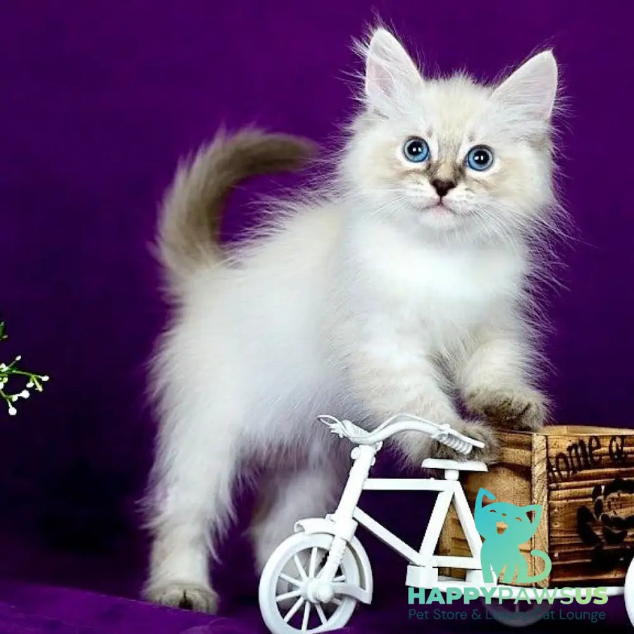 Lilia Siberian female blue tabby pointed - live animals