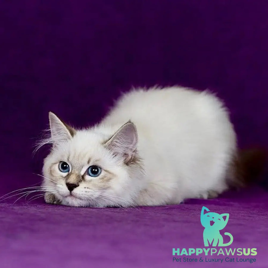 Lilia Siberian female blue tabby pointed - live animals