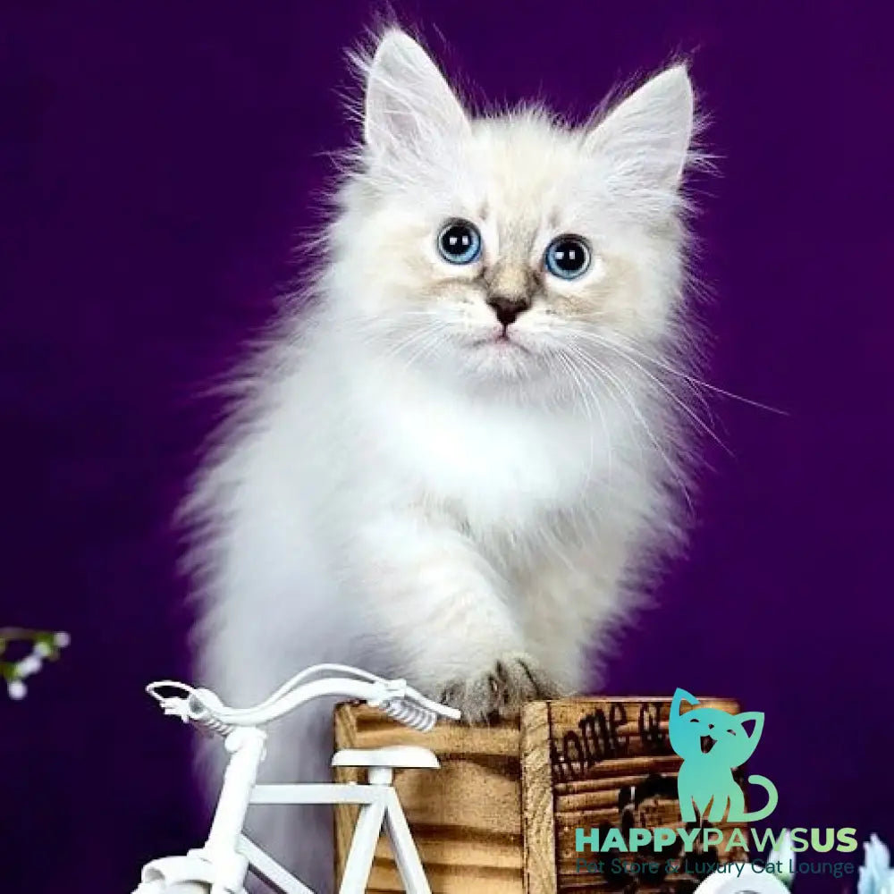 Lilia Siberian female blue tabby pointed - live animals