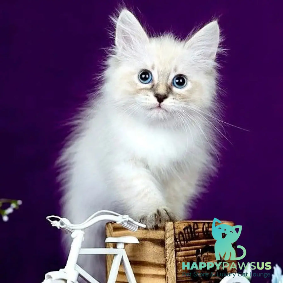 Lilia Siberian female blue tabby pointed - live animals
