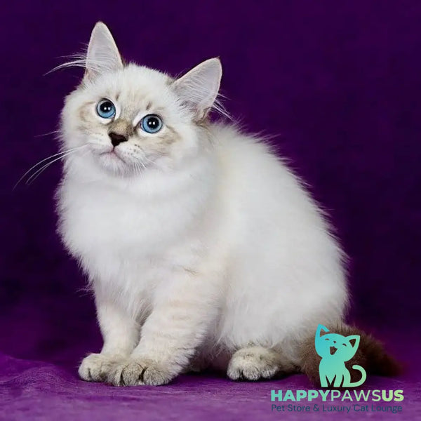 Lilia Siberian female blue tabby pointed - live animals