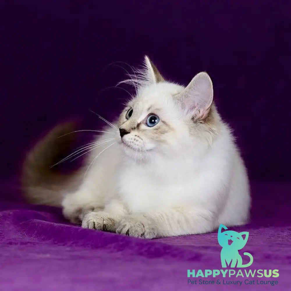 Lilia Siberian female blue tabby pointed - live animals
