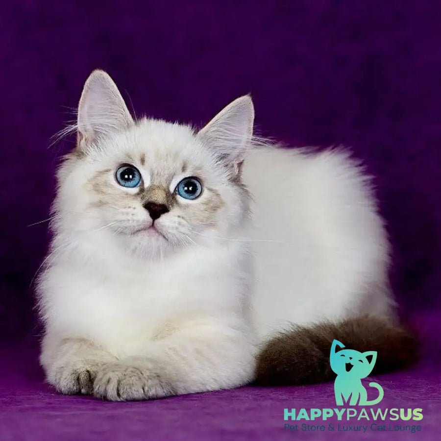 Lilia Siberian female blue tabby pointed - live animals