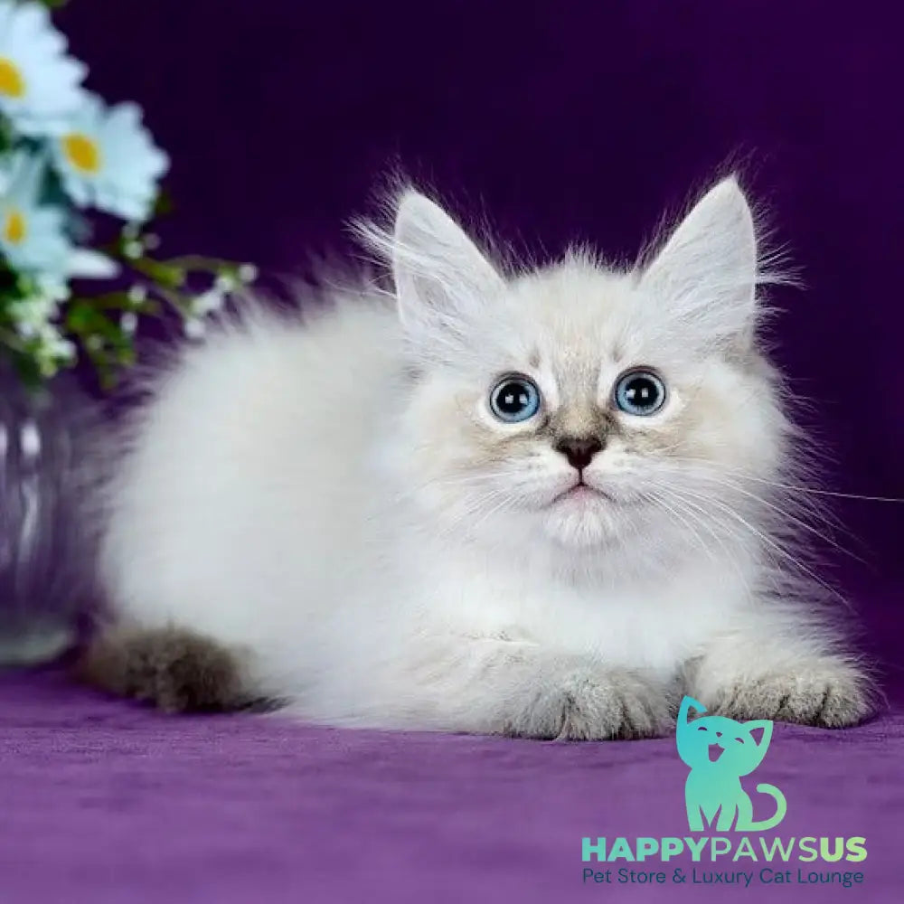 Lilia Siberian female blue tabby pointed - live animals