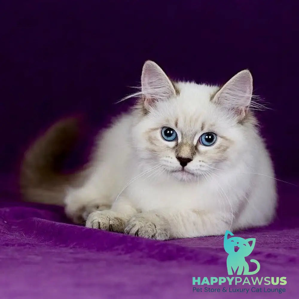 Lilia Siberian female blue tabby pointed - live animals