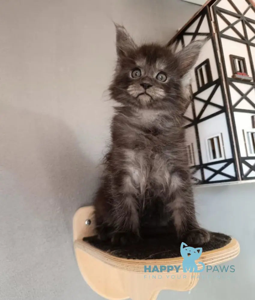 Lilian Maine Coon female black smoke live animals