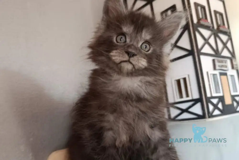 Lilian Maine Coon female black smoke live animals