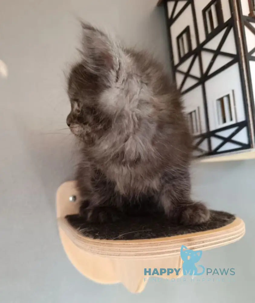Lilian Maine Coon female black smoke live animals